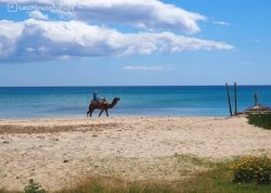 Leto 2025, letovanje - Hamamet - Hoteli: Plaža