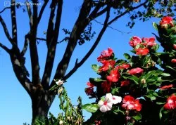 Leto 2026, letovanje - Leptokarija - Apartmani: Cveće