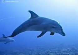 Leto 2026, letovanje - Hanioti - Apartmani: Delfin