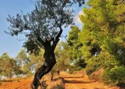 Leto 2026, letovanje - Sajamski popust - Hoteli: Halkidiki