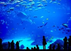 Leto 2026, letovanje - Sajamski popusti - Hoteli: Veliki akvarijum