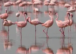 Leto 2026, letovanje - Djerba - Hoteli: Flamingosi