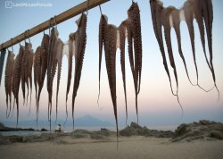 Leto 2025, letovanje - Sarti - Apartmani: Hobotnica