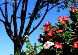 Leto 2025, letovanje - Leptokarija - Apartmani: Cveće