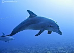 Leto 2025, letovanje - Hanioti - Apartmani: Delfin