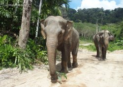 Prolećna putovanja - Tajland - Hoteli: Hram slonova