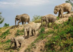 Prolećna putovanja - Tajland - Hoteli: Hram slonova