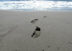 Leto 2026, letovanje - Sajamski popust - Hoteli: Plaža na Adi Bojani