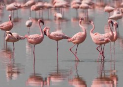 Leto 2025, letovanje - Djerba - Hoteli: Flamingosi