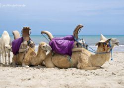 Leto 2025, letovanje - Djerba - Hoteli: Kamile na plaži