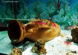 Leto 2025, letovanje - Lido di Jesolo - Hoteli: Akvarijum morski život